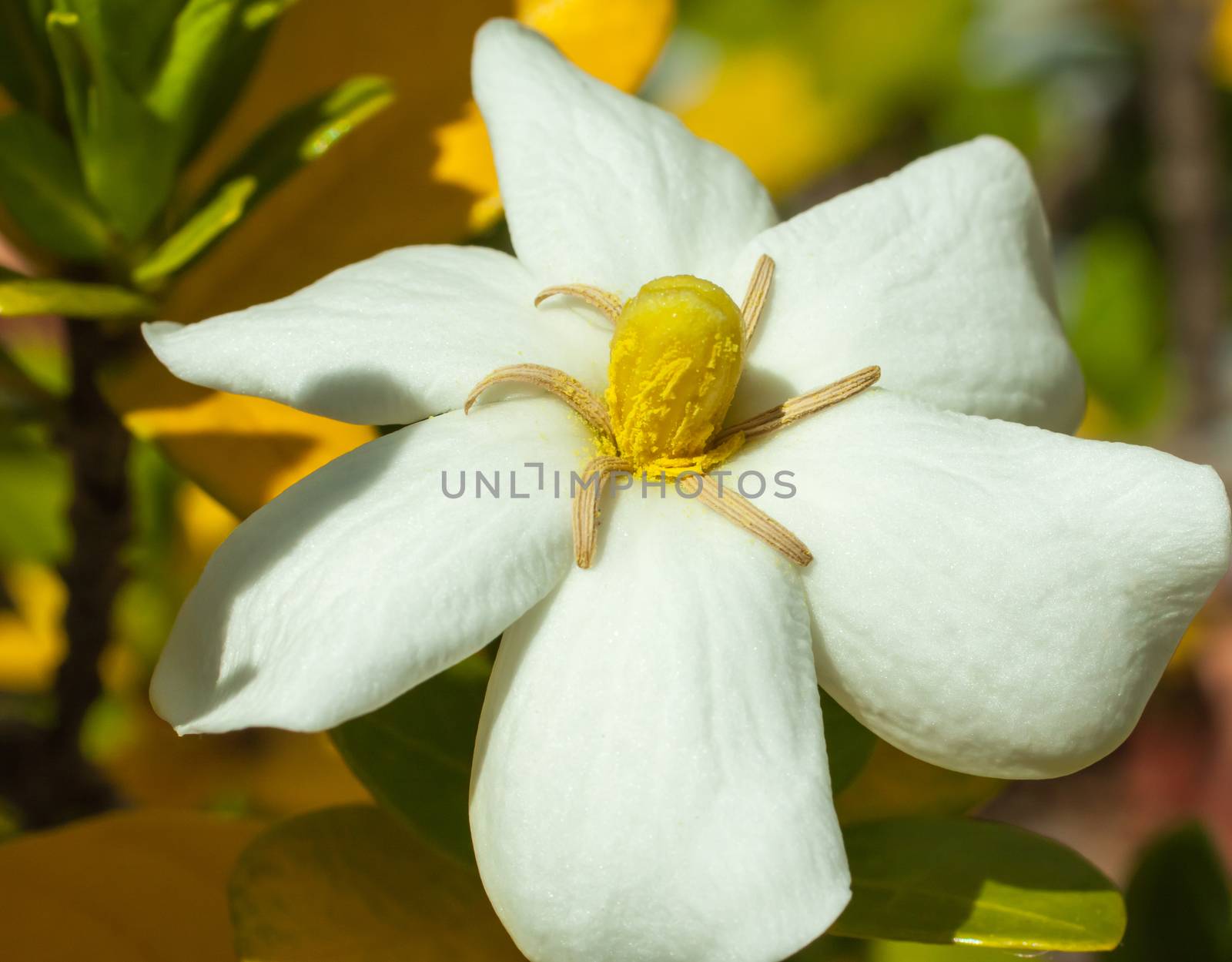 summer flowering Gardinia bloom