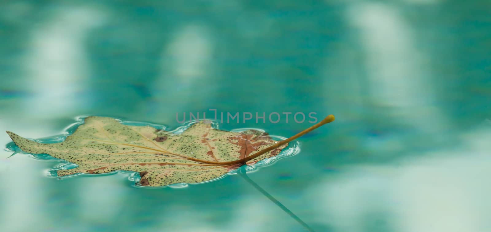 Leaf floating on water