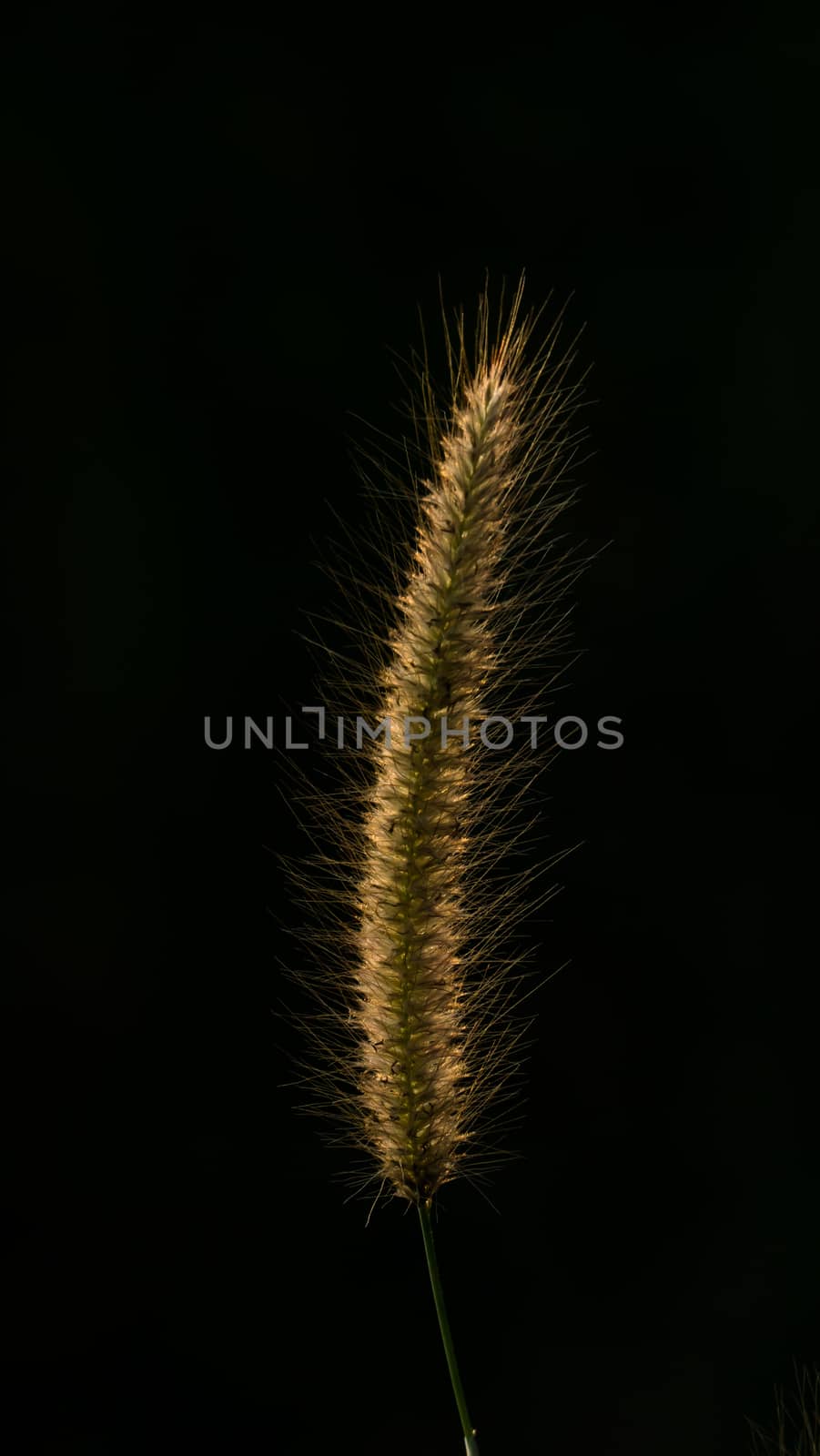 Beautiful of reeds grass at sunset on black background