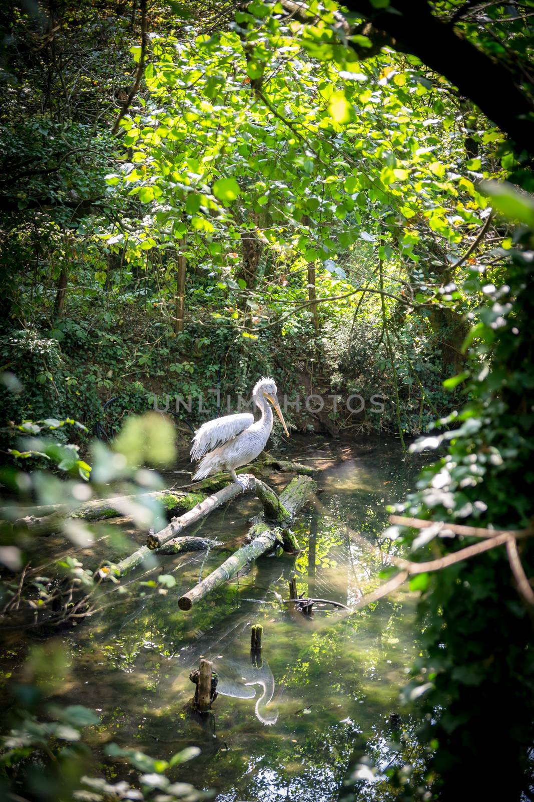 White Heron in a stream in the middle of the forest.
