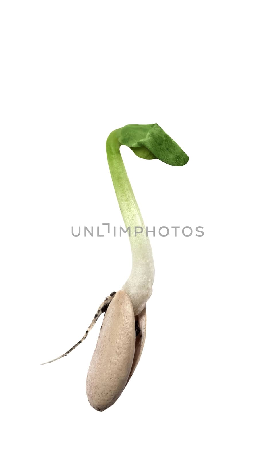 Macro shot of a small green seedling isolated on white background showing small root.