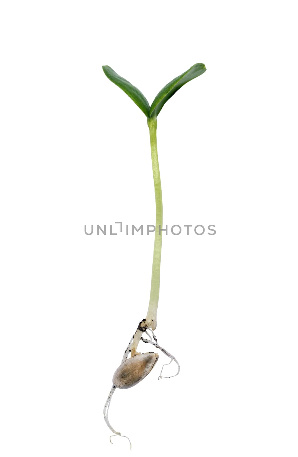 Close up of green cantaloupe sprout showing roots isolated on a white background