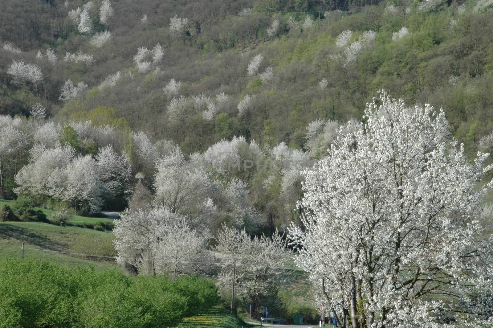 This file represents a forest of cherry trees in  Langhe spring landscape