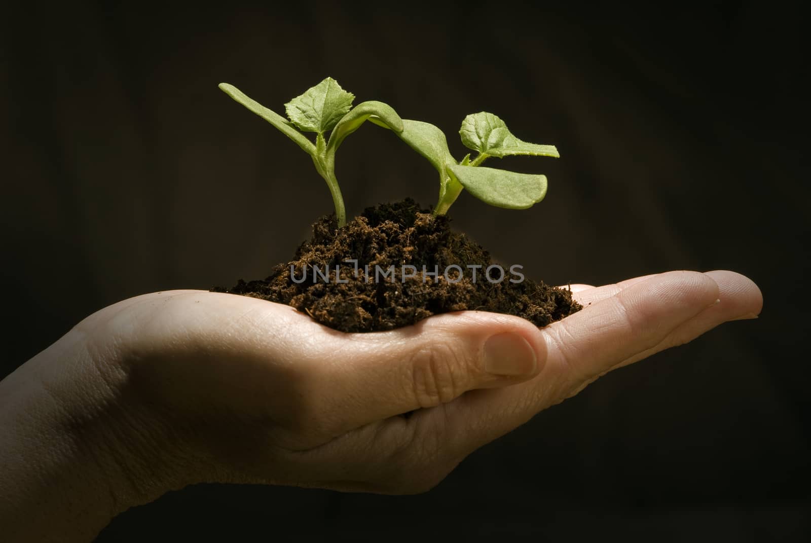 Close up shot of a new plant resting gently in a female hand.  Shot on dark background