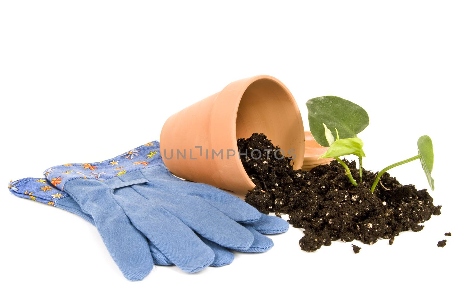 Horizontal shot of blue gardening gloves with clay flower pot, soil, and plant.  On white background.