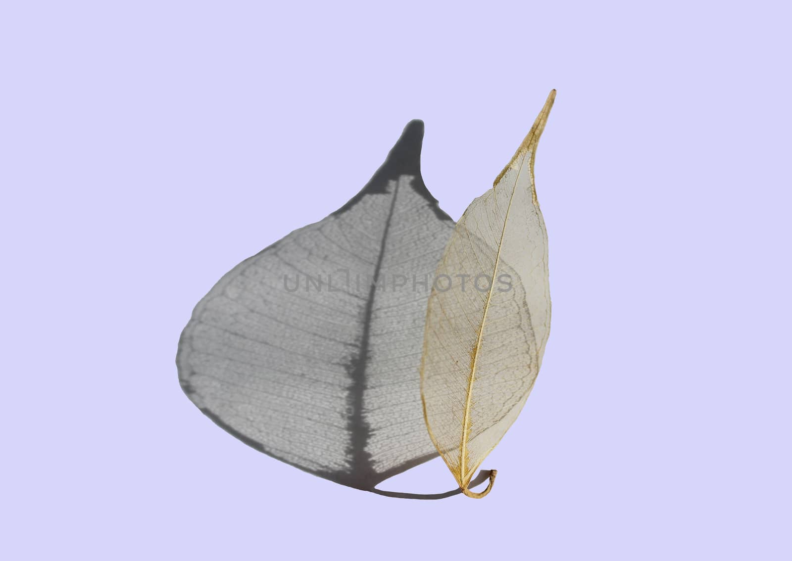 skeletonized leaf of ficus on a sky-blue background