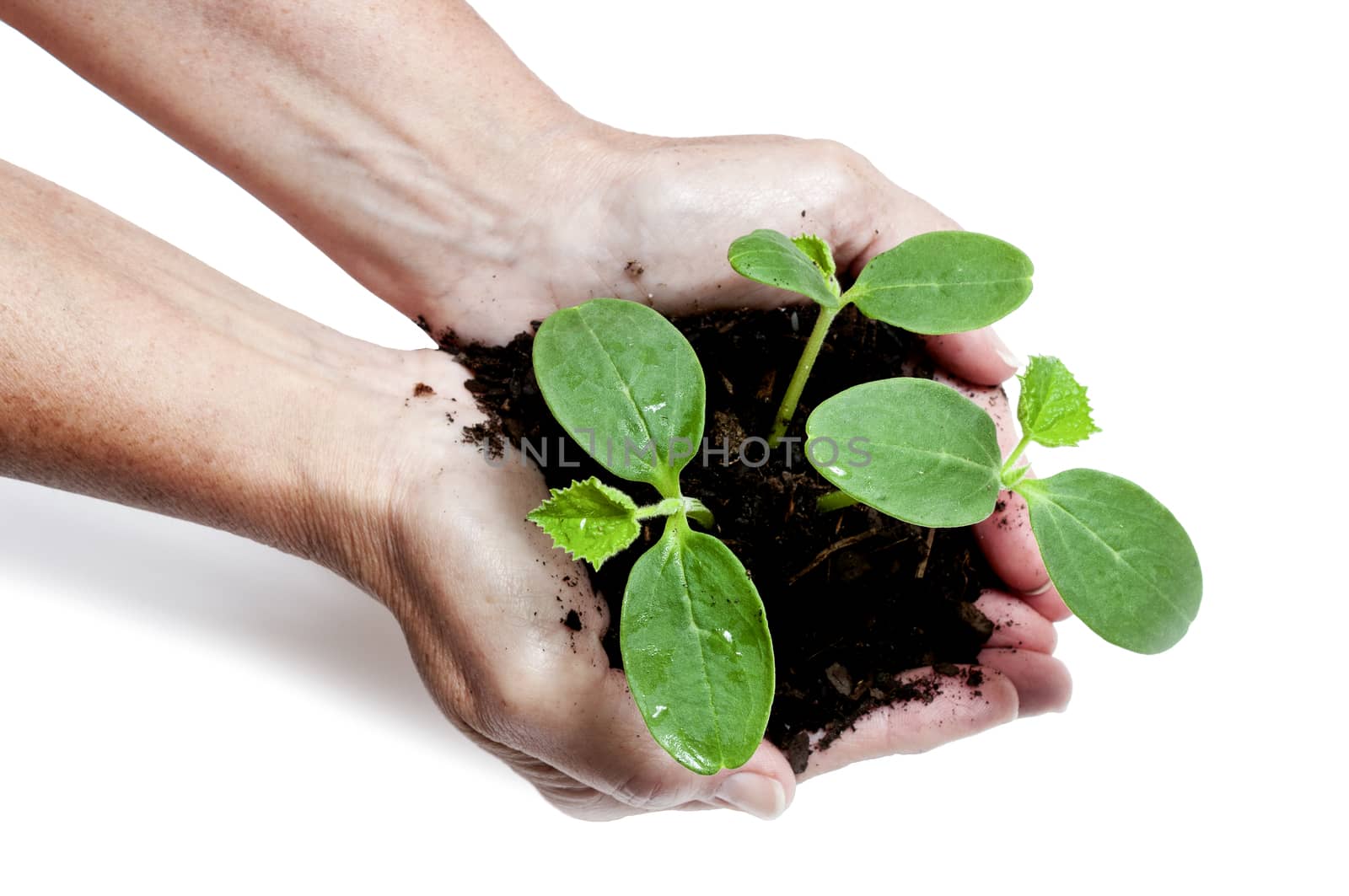 Female hands gently holding three your cantaloupe sprouts.  On white background