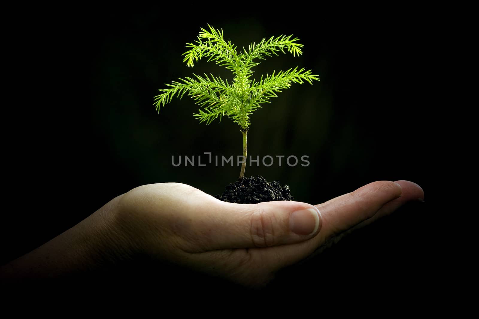 Beautifully lit, female hand gently holding a small little pine tree.  Shot on dark background