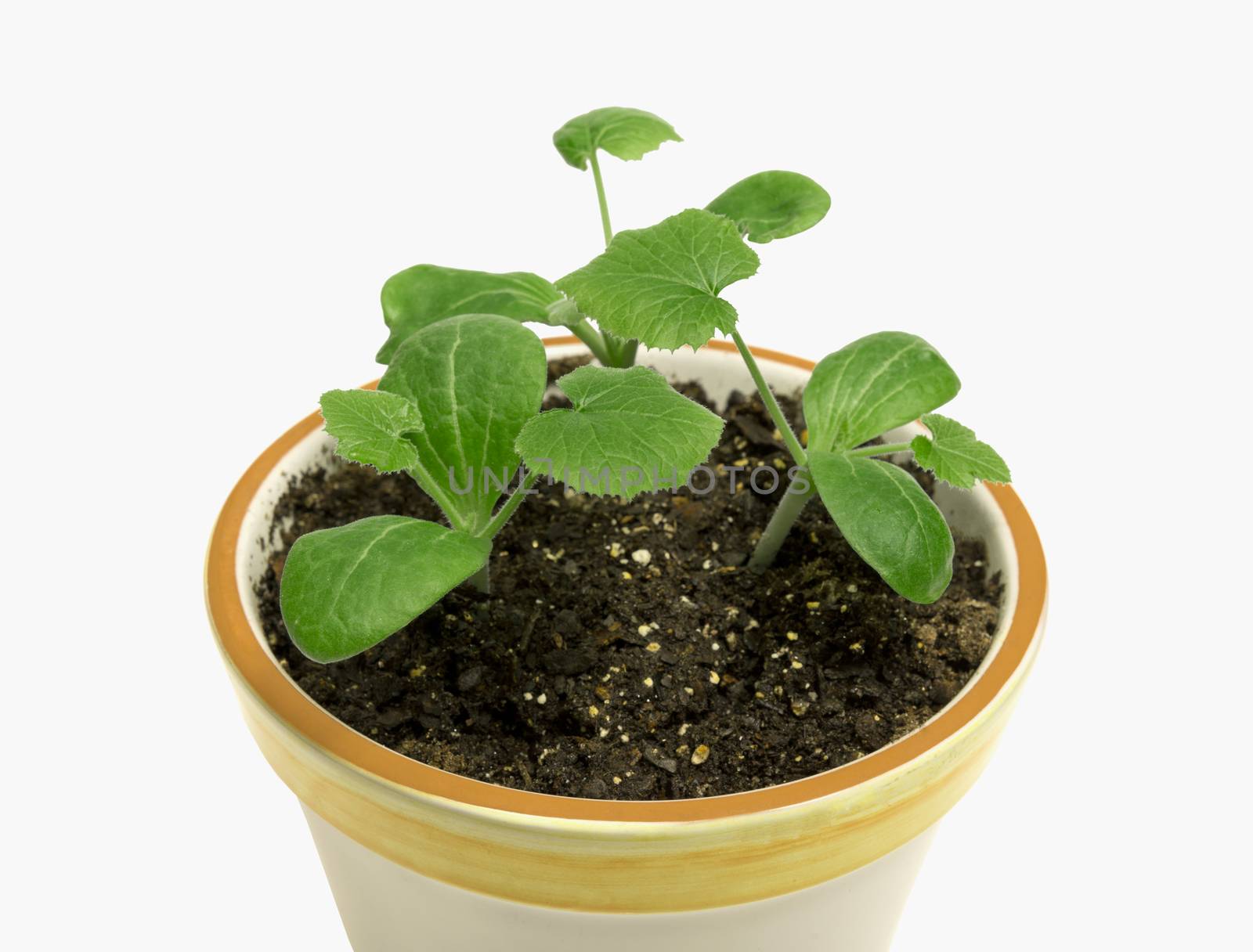 Close up of young plants in a flower pot.