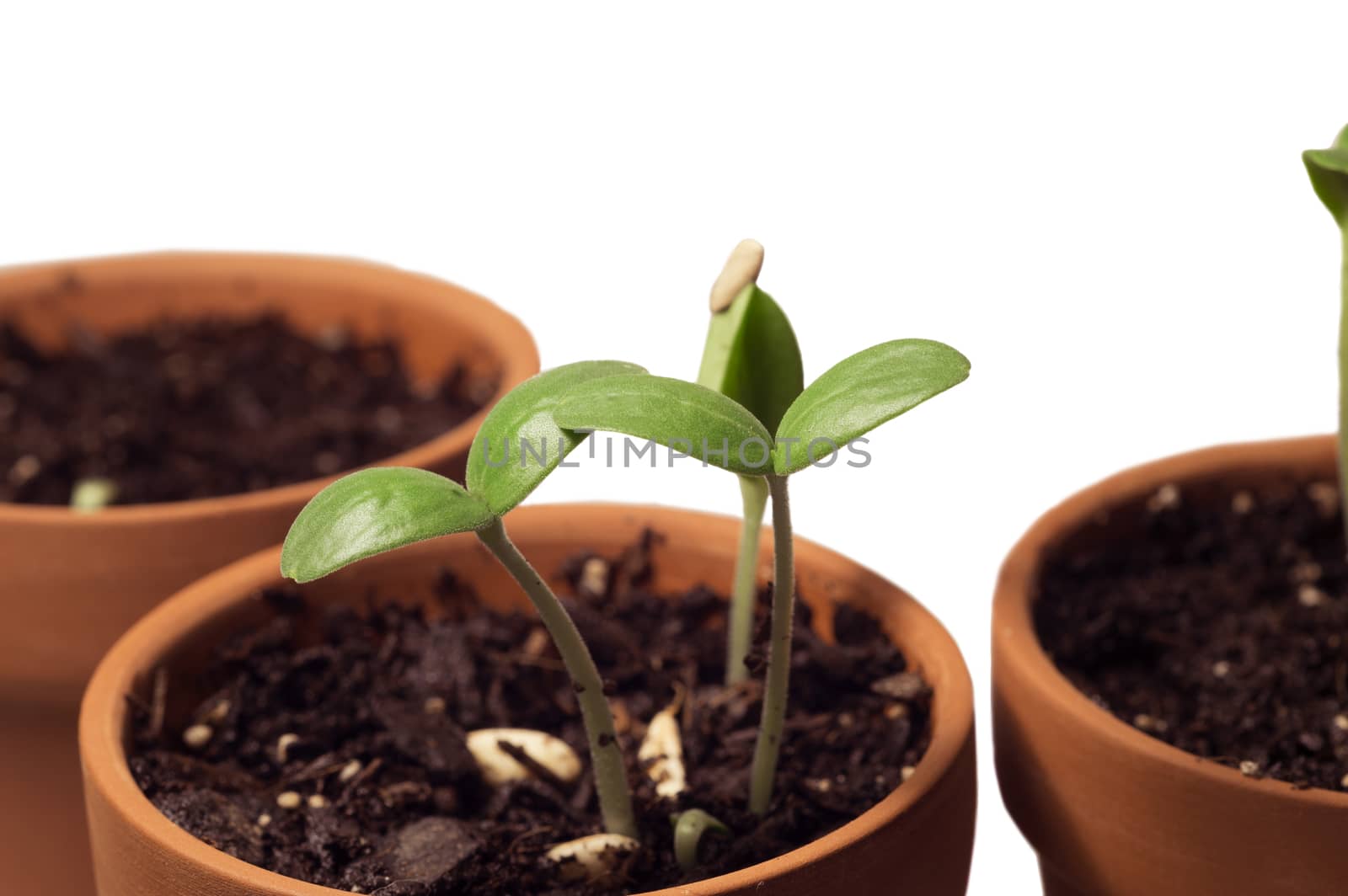 Horizontal close up of small young sprouts with selective focus in the front.