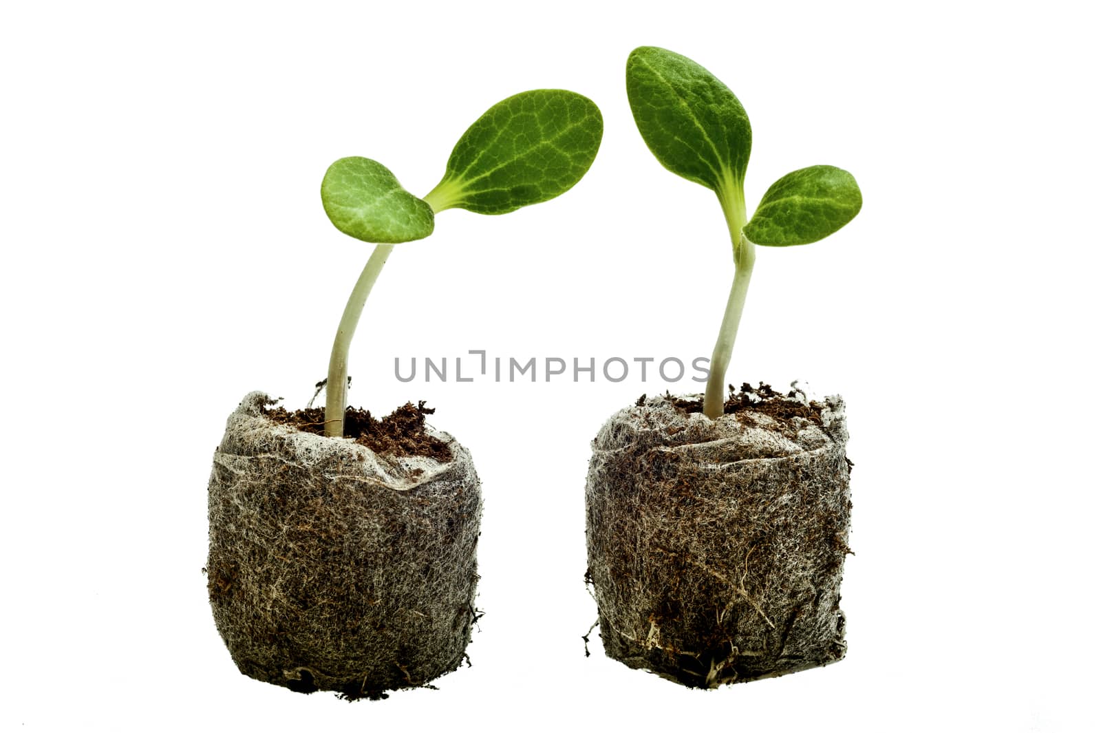 Horizontal shot of two baby squash plants ready for planting.