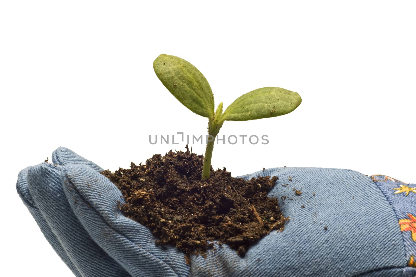 Hand wearing gardening glove holding a small plant in soil