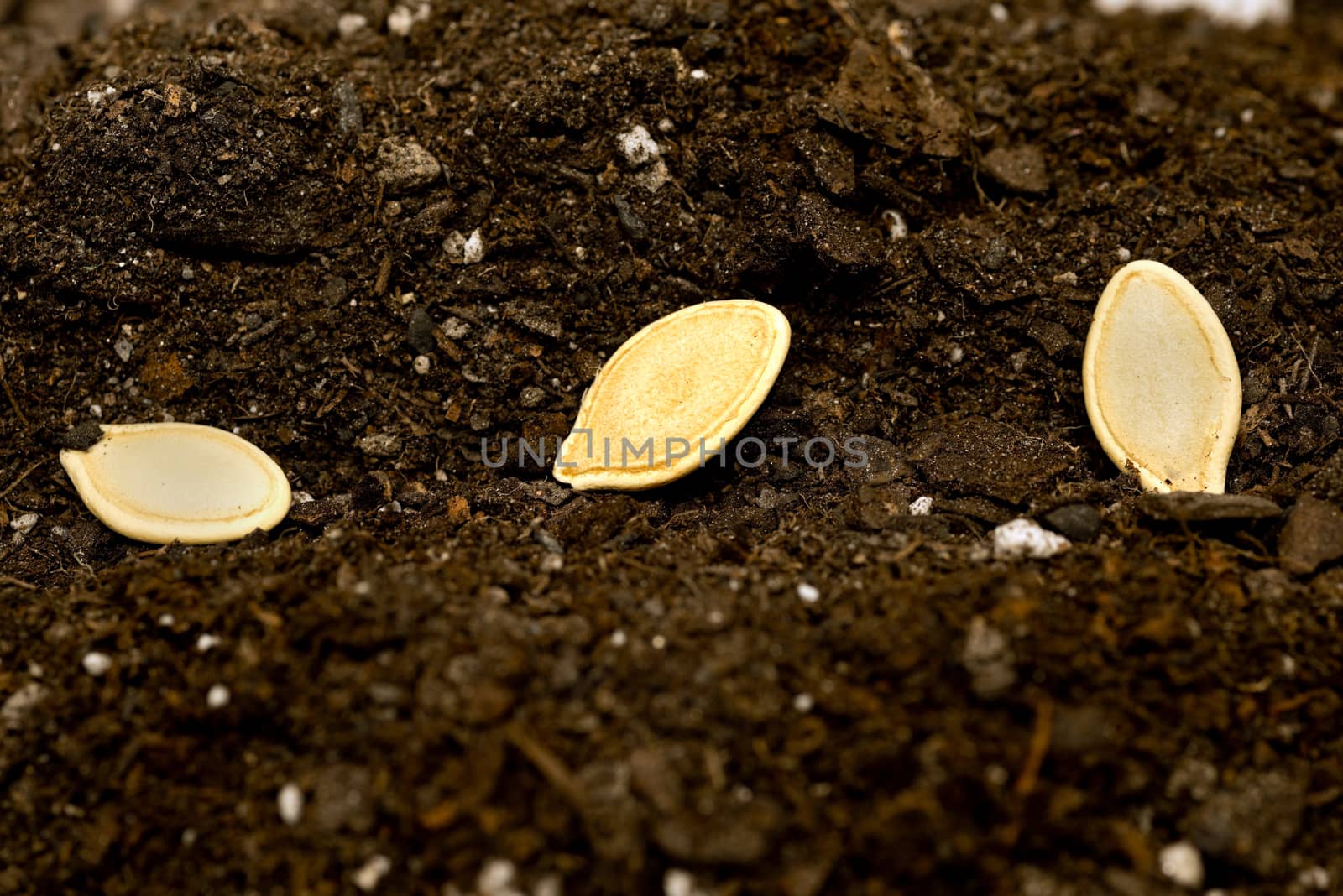 Macro or close up of seeds laying in a row of soil