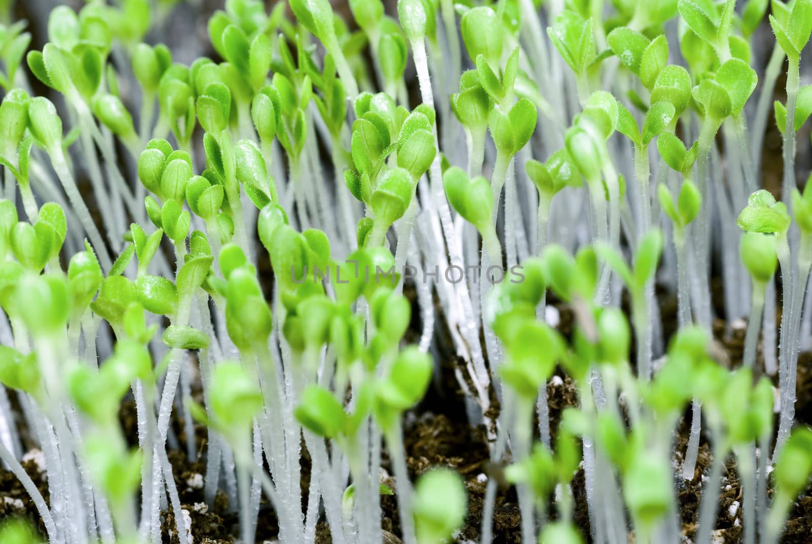 Macro shot of multiple little lettuce seedlings.