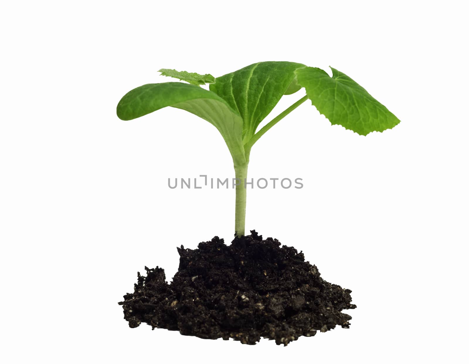 Young plant seedling sprout isolated on white.