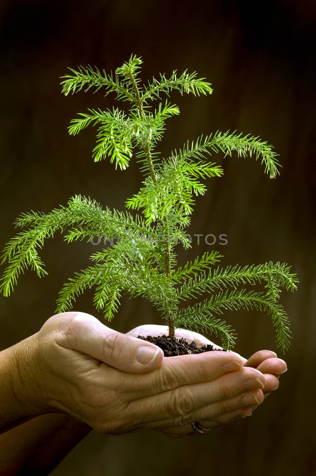 Vertical of female hands holding a young little tree.  Lit from above on dark background