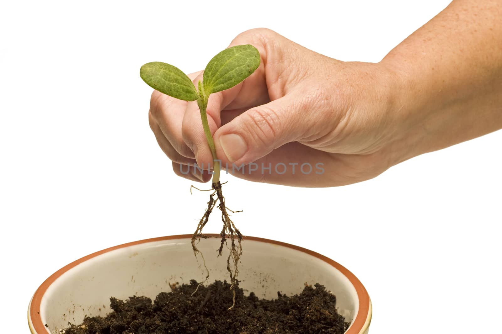 Hand planting sprout in planter