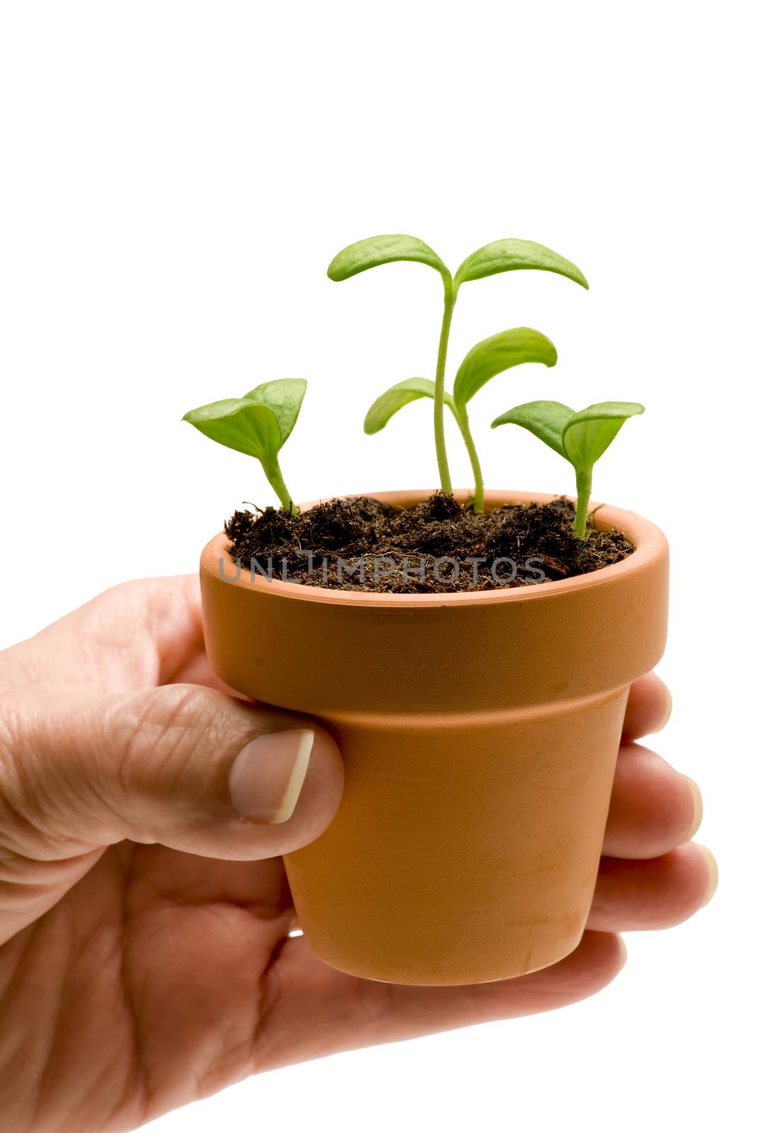 Hand Holding Small Clay Pot With Sprouts by stockbuster1