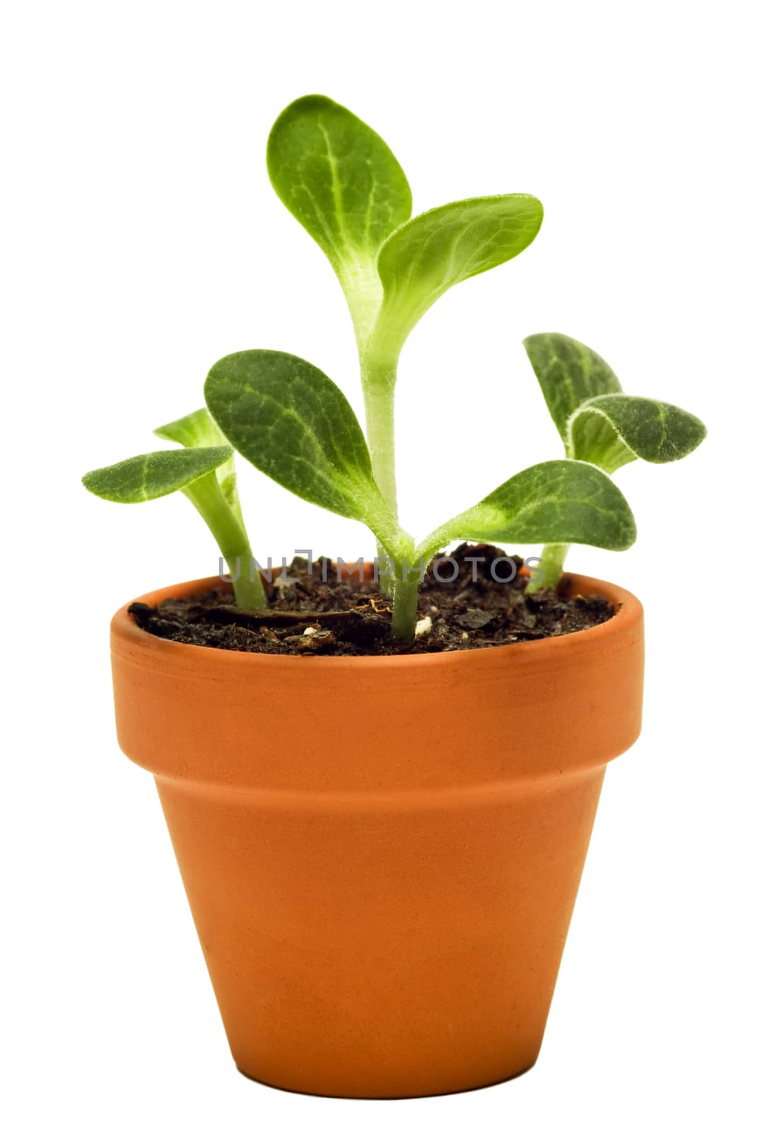 Young sprouts in little clay pot.  Isolated on white