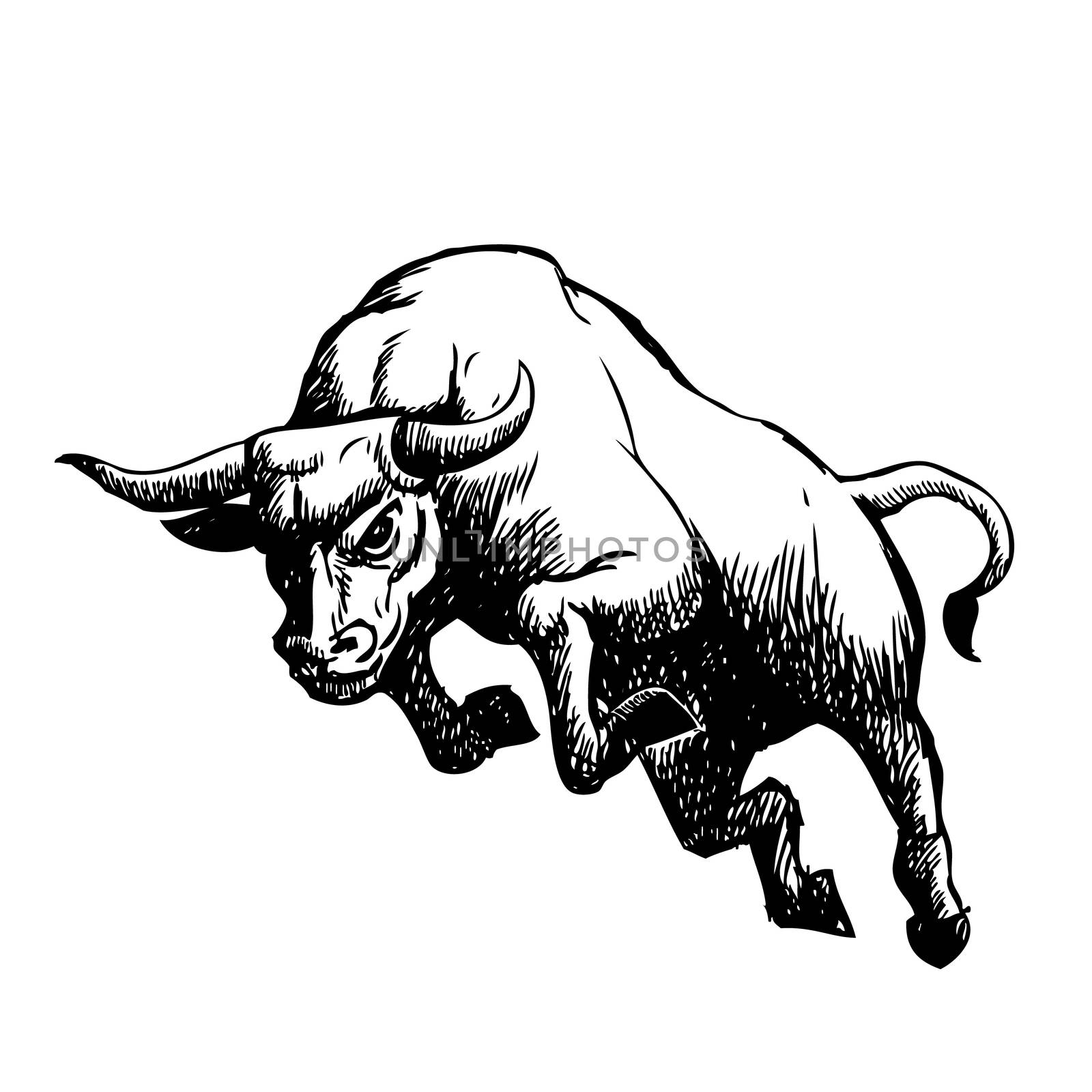 freehand sketch illustration of charging bull by simpleBE