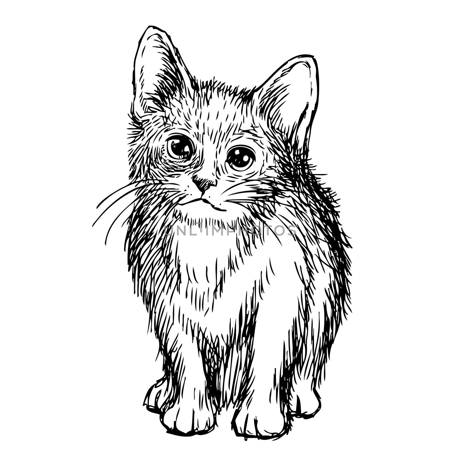 freehand sketch illustration of little cat, kitten doodle hand drawn