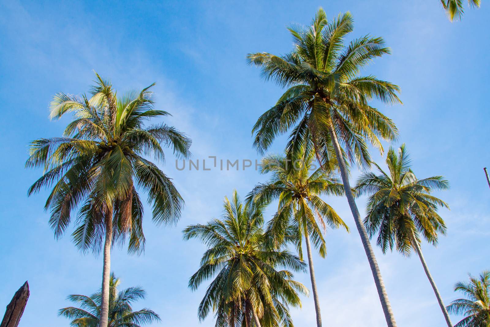 Tropical paradise symbols, group of coconut palms 