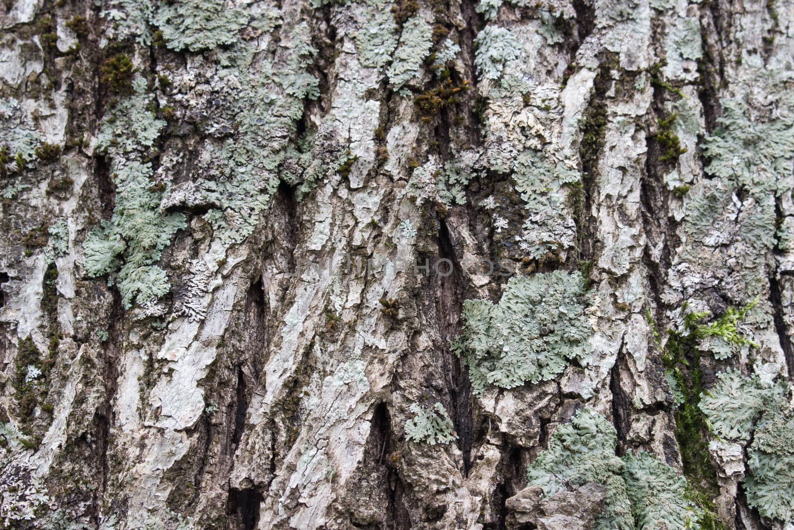 Texture or background of tree bark by alanstix64
