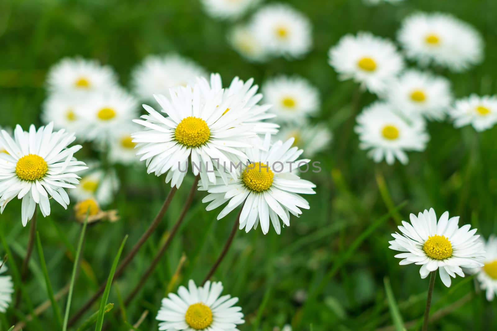 The white daises in new spring season