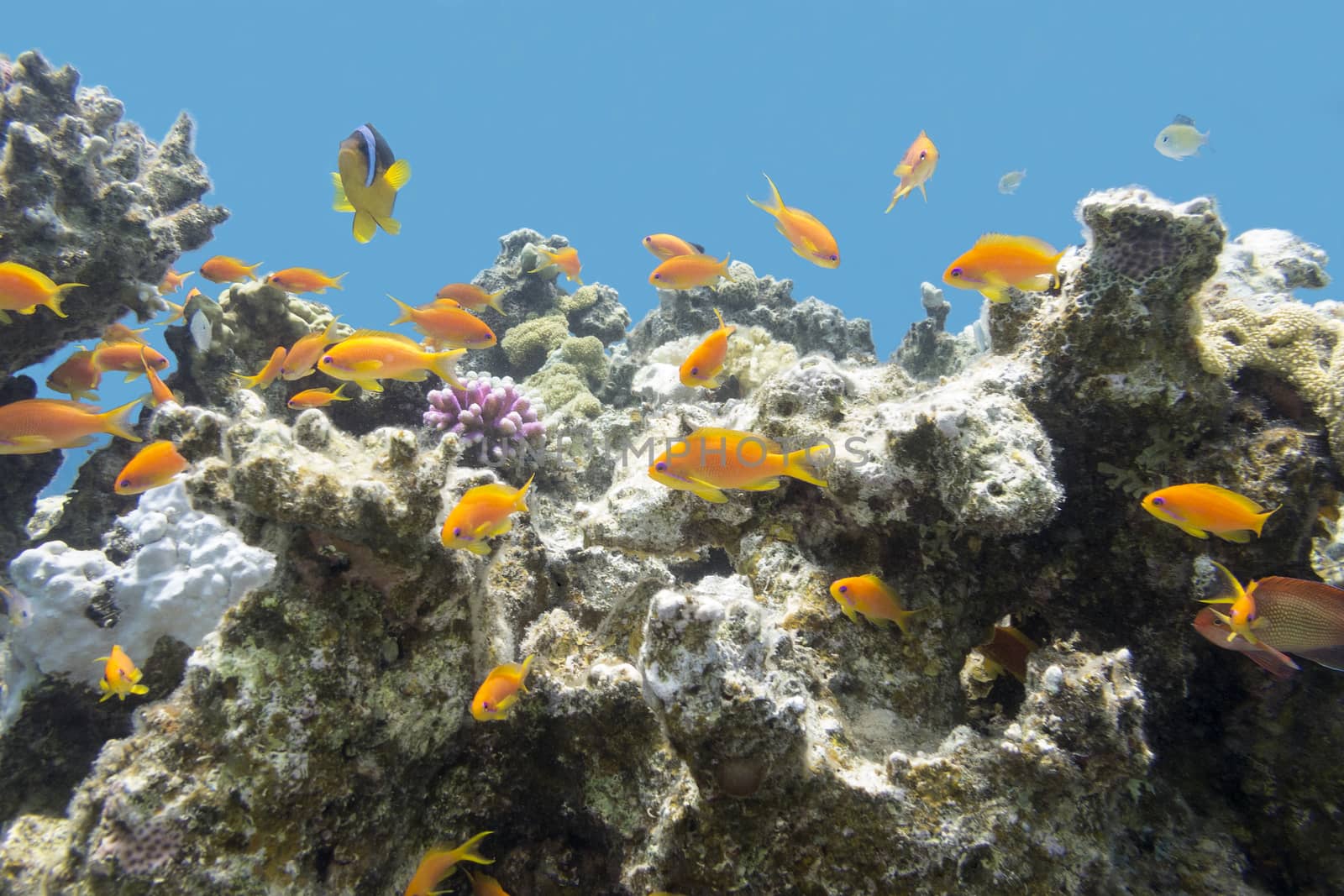 coral reef with  exotic fishes anthias in tropical sea by mychadre77