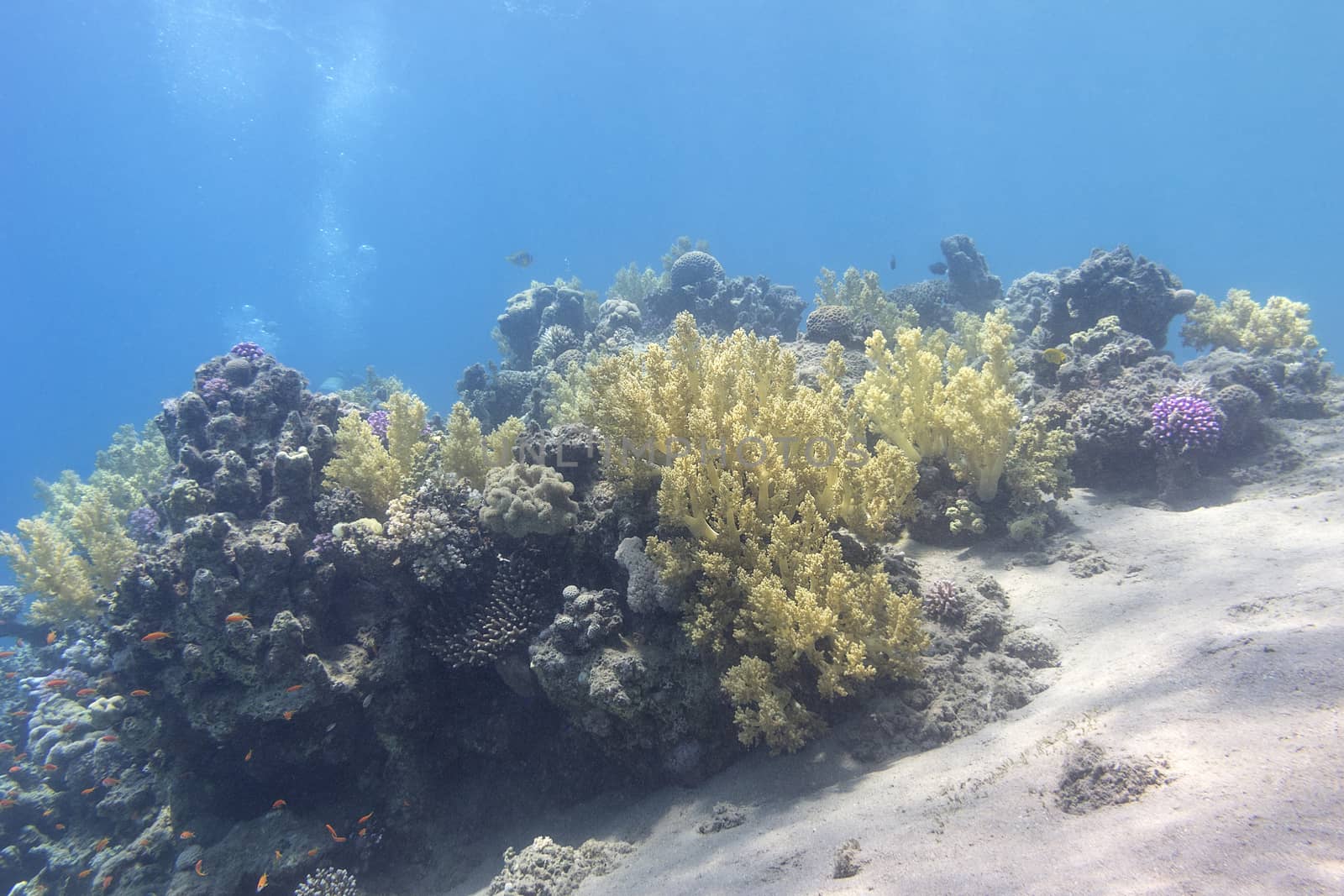 colorful coral reef at the bottom of tropical sea, underwater