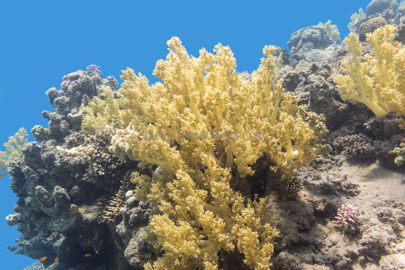 coral reef with yellow broccoli coral at the bottom of tropical sea, underwater.