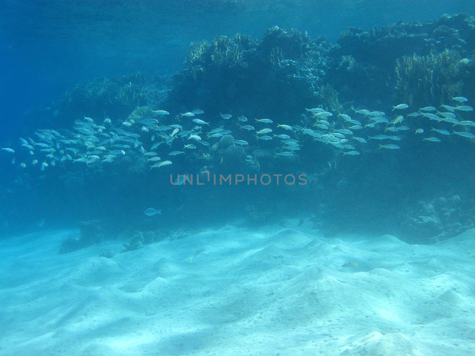 coral reef with shoal of goatfishes in tropical sea, underwater.