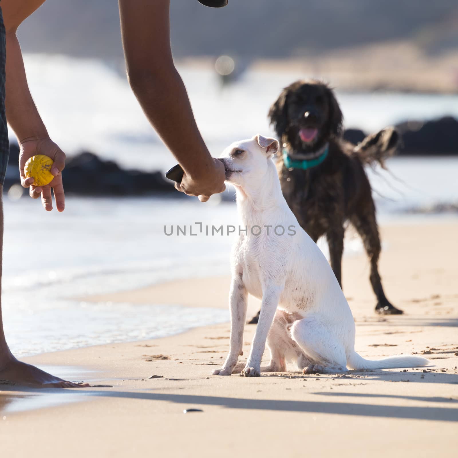 White dog on beach in summer, following his owner, carrying ball.