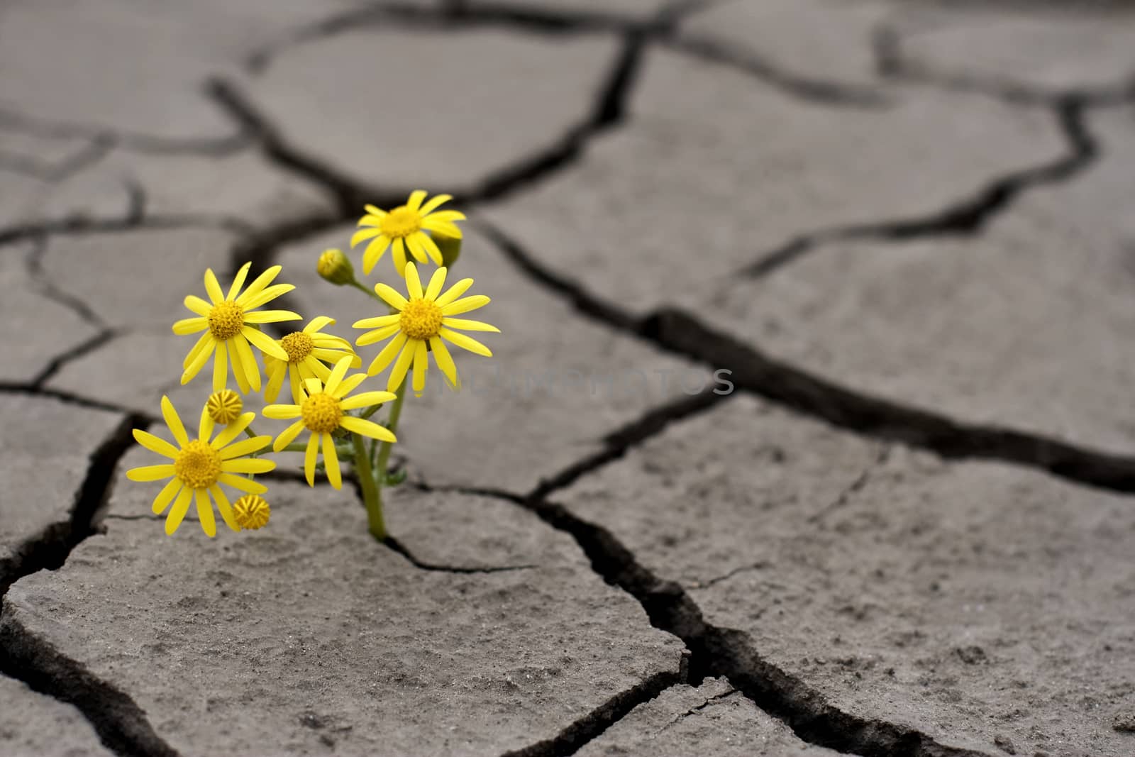 Lonely yellow flower growing on dried cracked soil