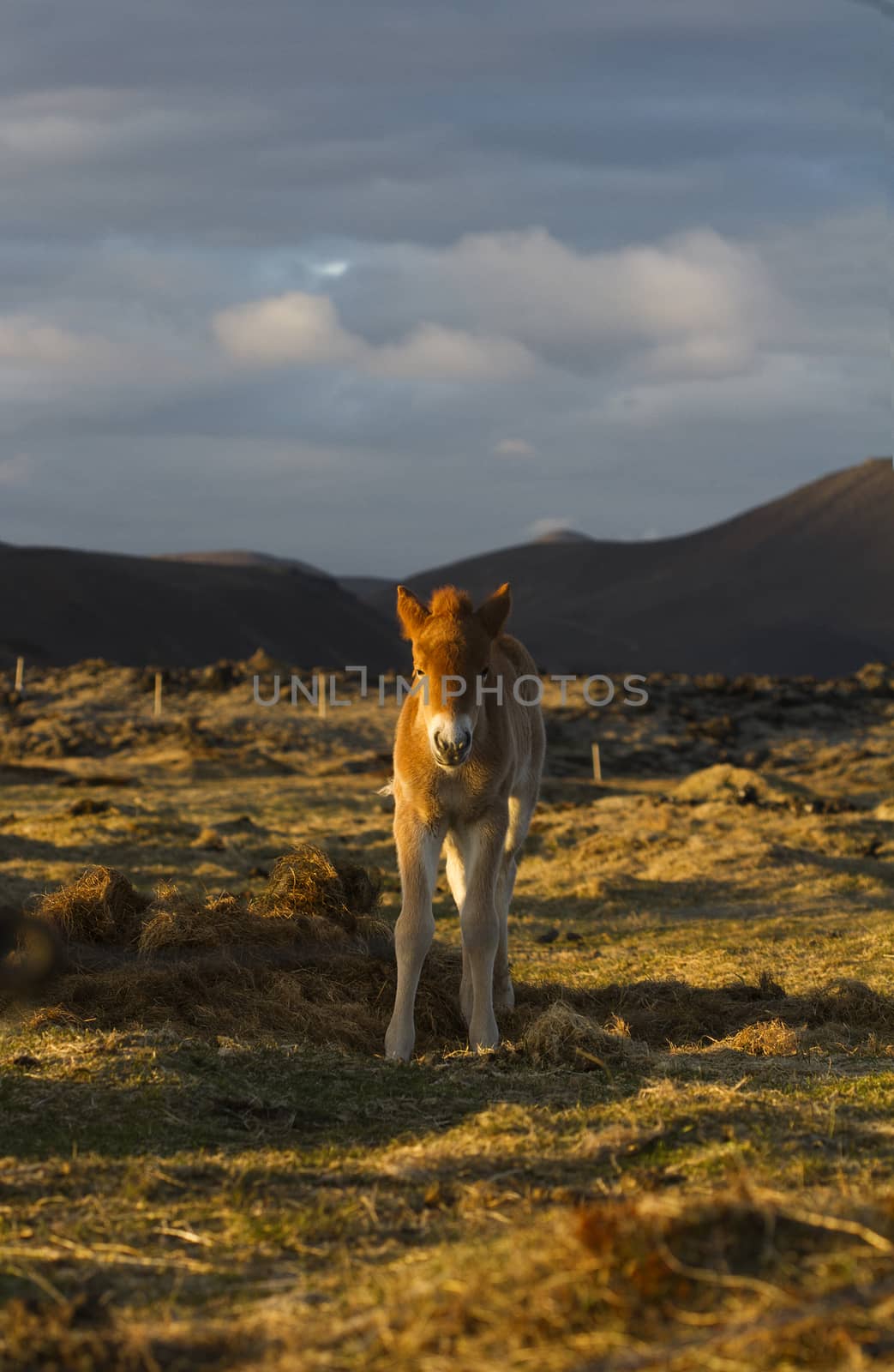 Vertical front view of an Icelandic foal standing on a field at sunset with mountains and cloudy sky in the background