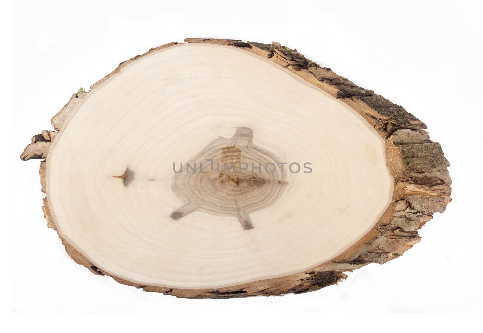 Wood section from a tree isolated on white background