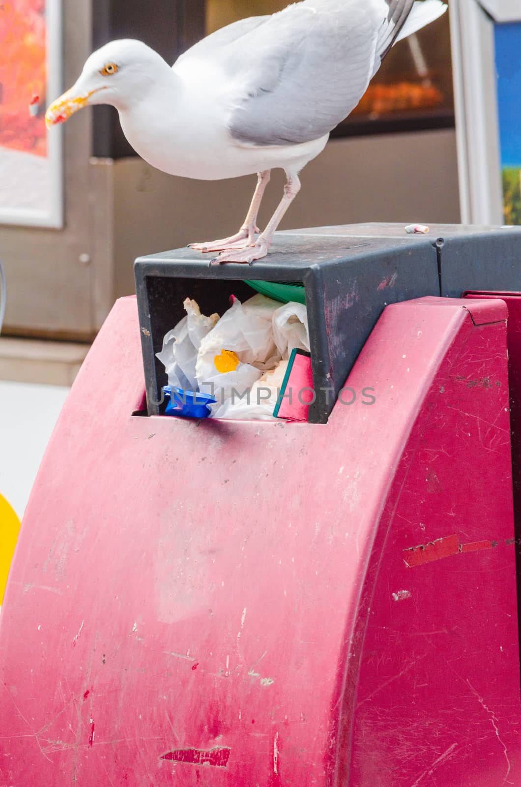 Gull when searching for nesting material and food in a red trash can.