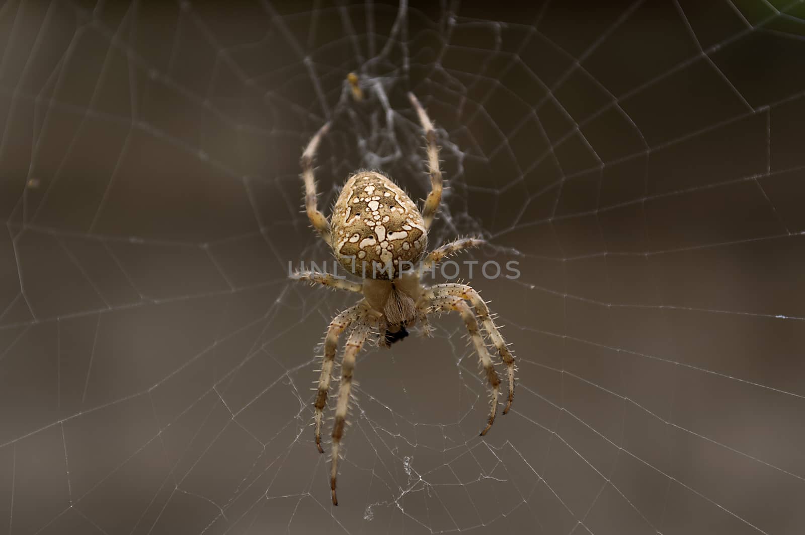 Spider eating a fly on his web