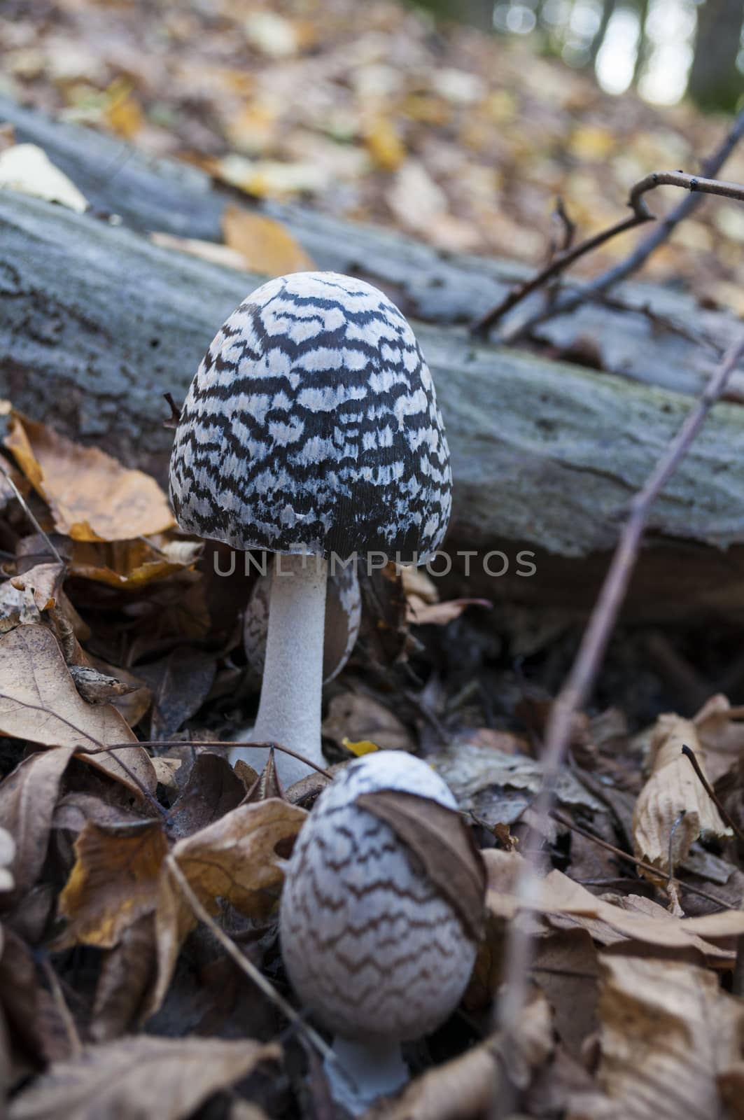 Mushroom growing in a darkly forest. Mushroom picking.