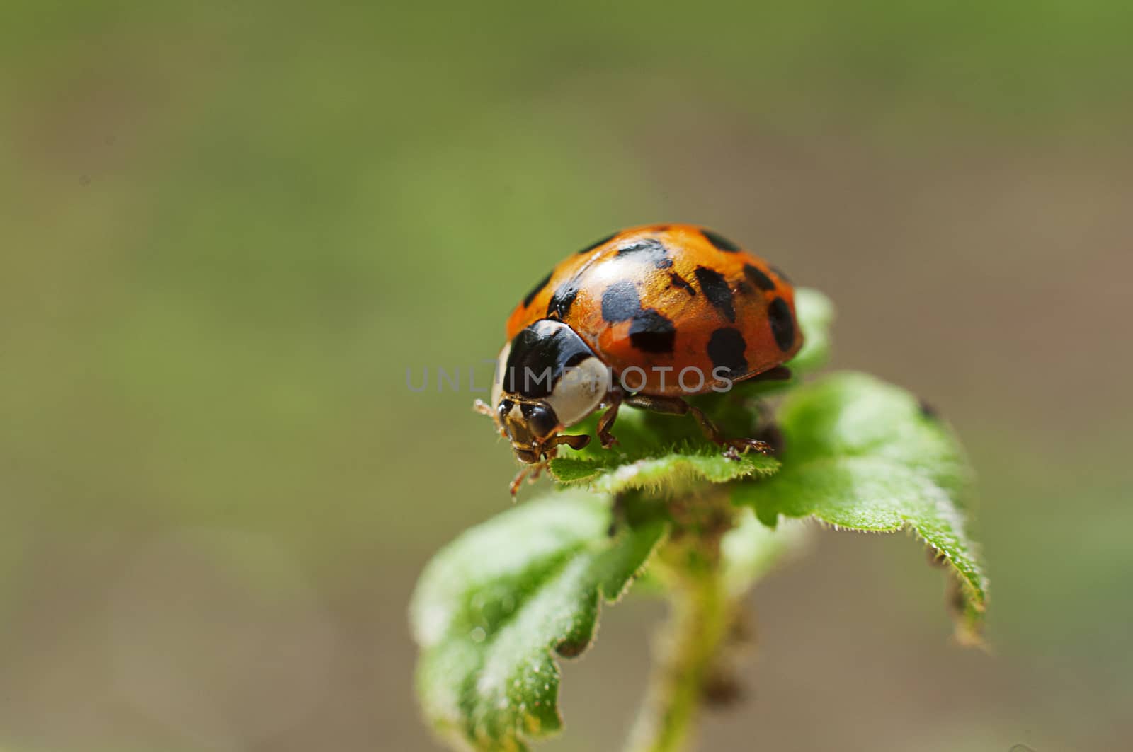 Closeup of a ladybug on a plant