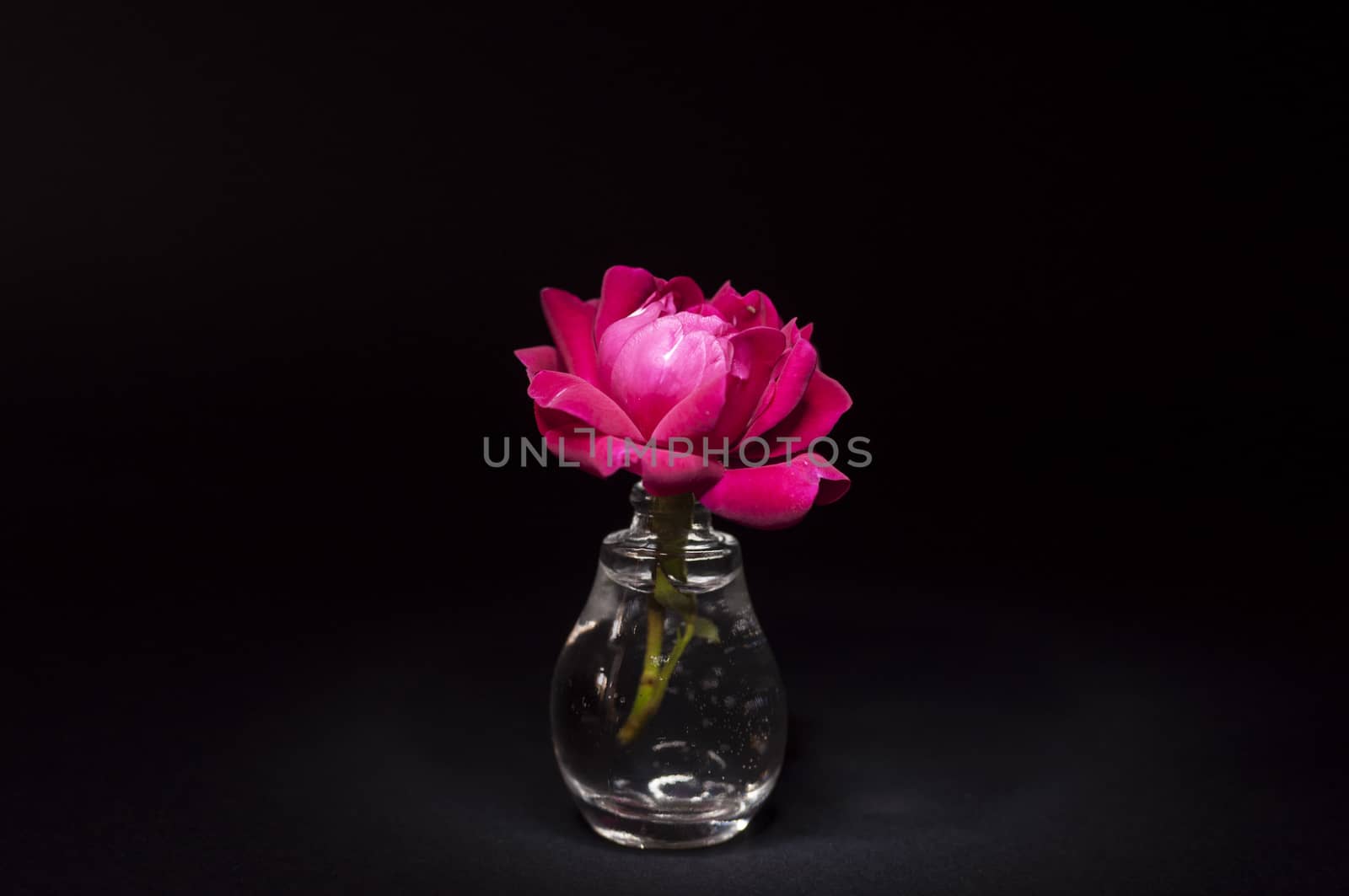 Tiny pink rose in a small transparent vase