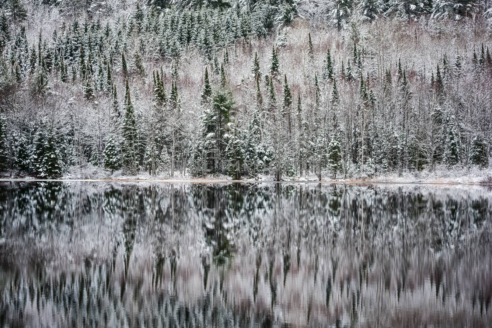 Winter forest reflections.  Mirage on a yet unfrozen lake. by valleyboi63