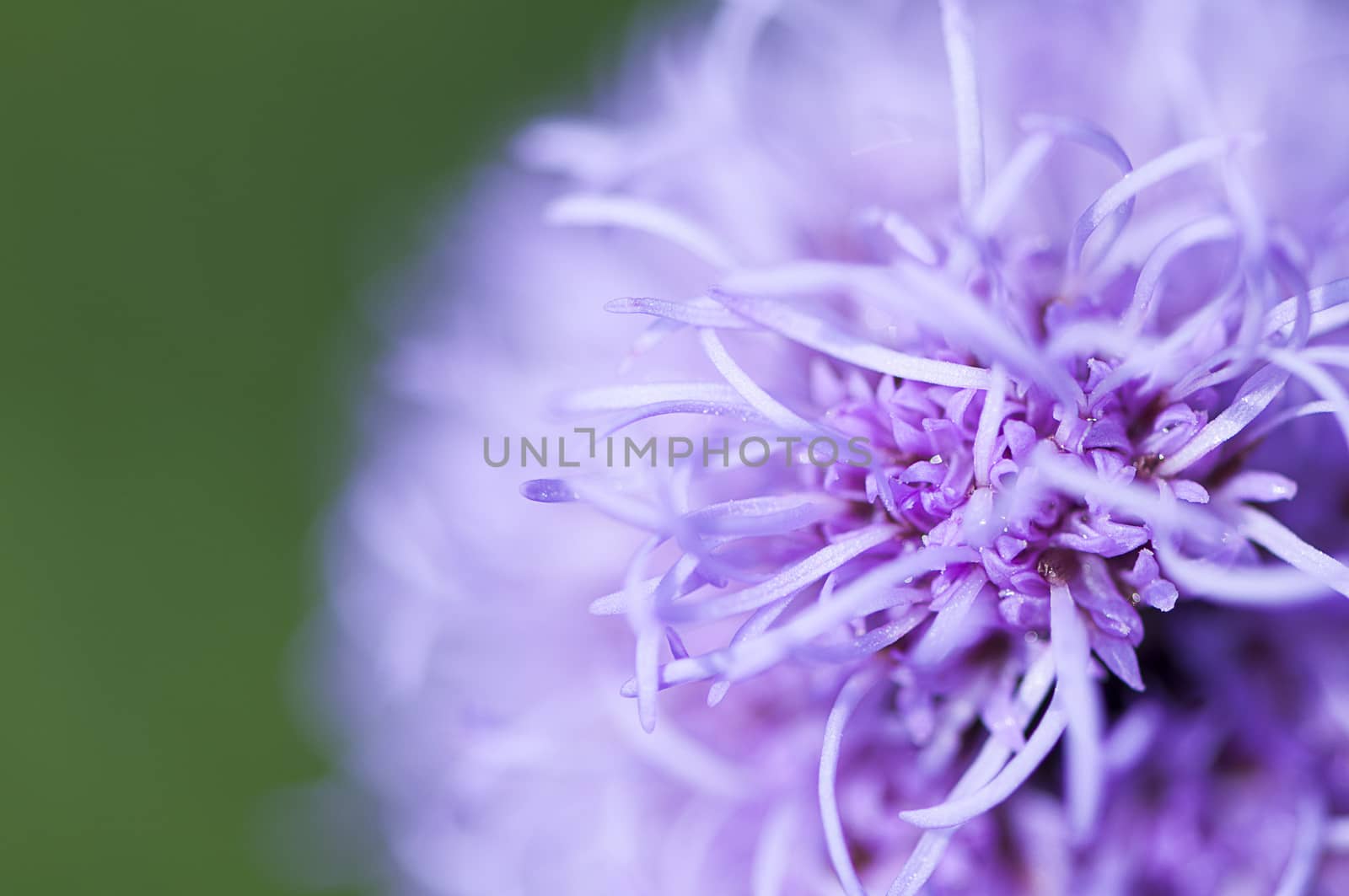 Close-up of a purple flower in the summer