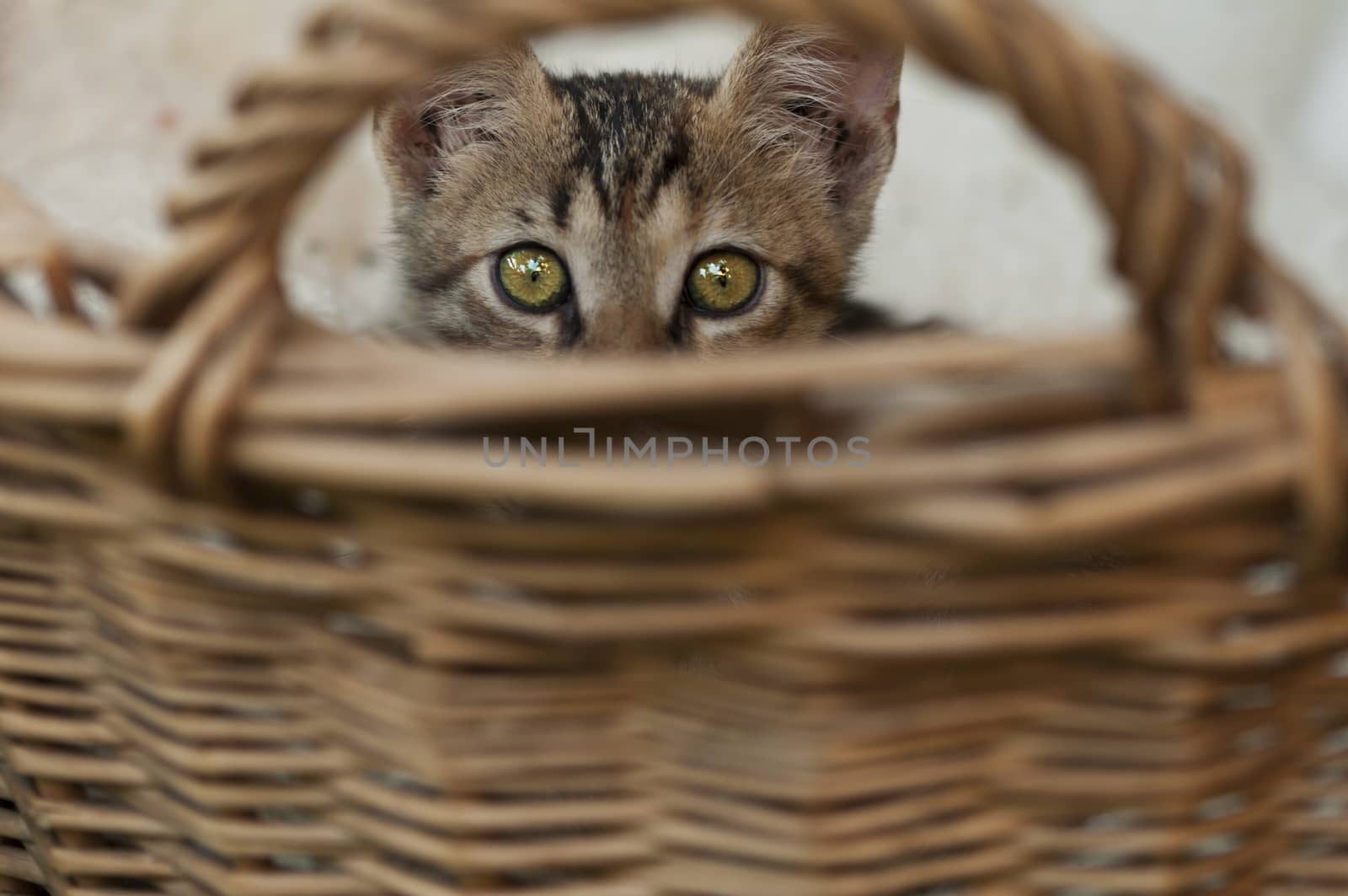Cat hiding in a basket made of straws