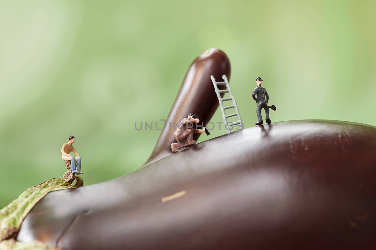 Miniature workers on a giant eggplant