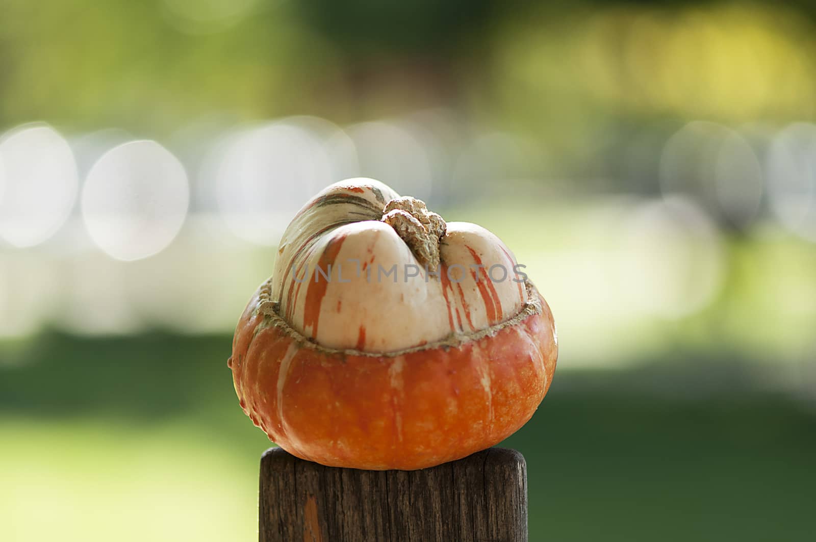 Decorative pumpkin by remusrigo