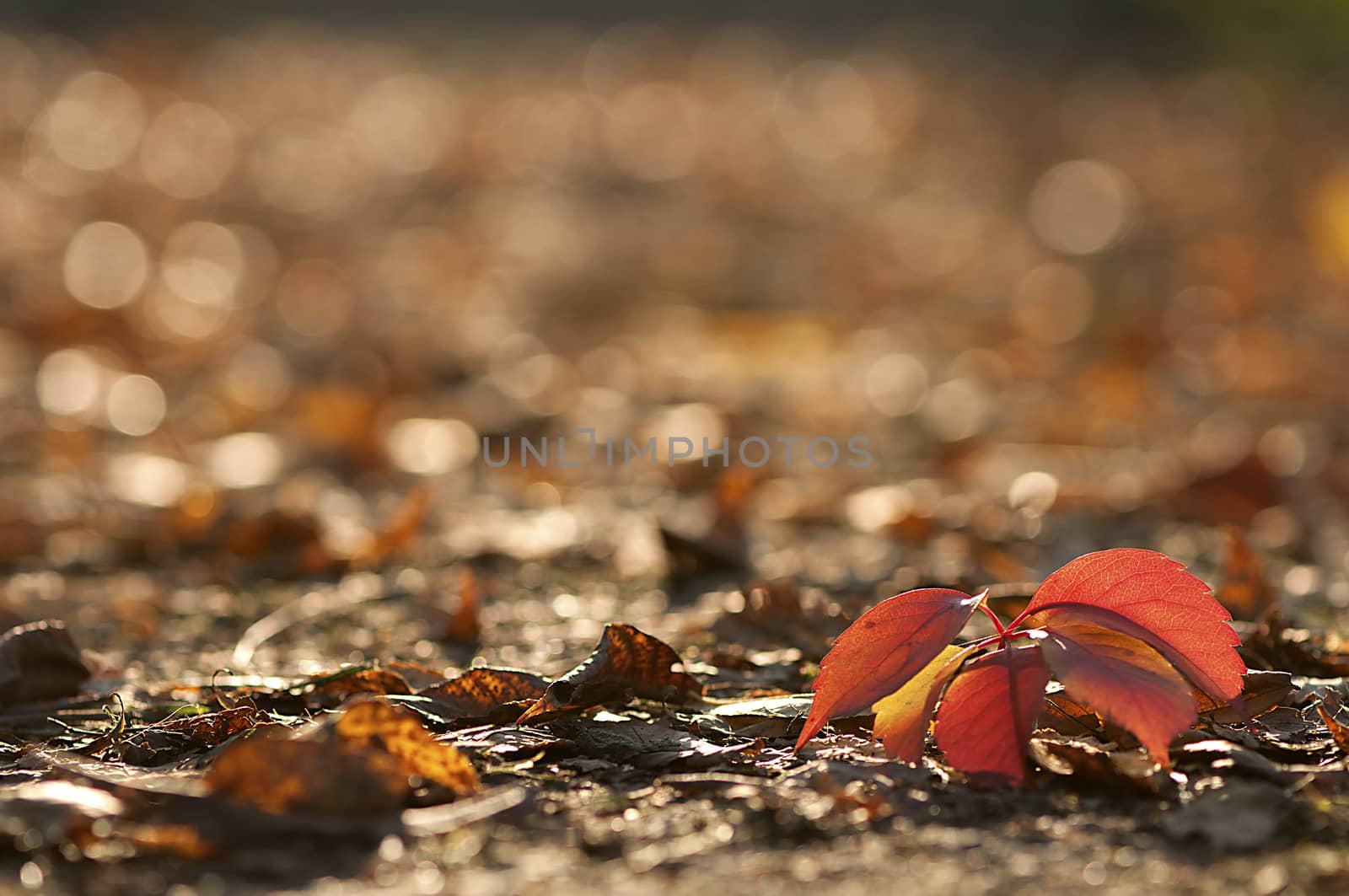 Red leaves on the ground. Shallow depth of field