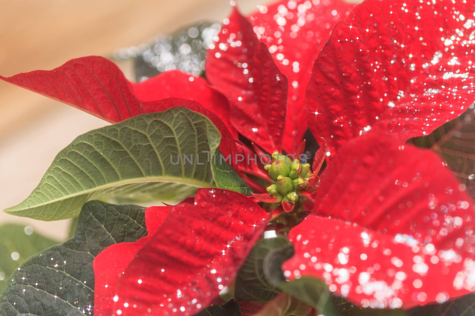 Red poinsettia holiday flower pot with silver sparkles sprinkled over the leaves and petals.