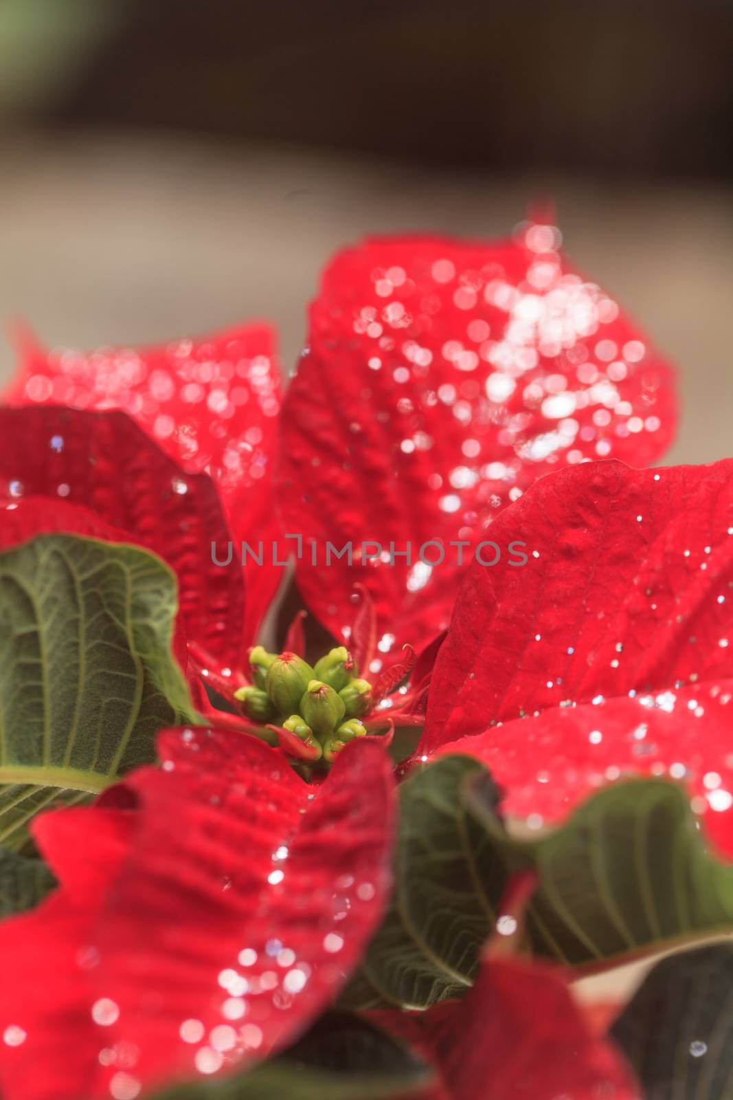 Red poinsettia holiday flower pot with silver sparkles sprinkled over the leaves and petals.