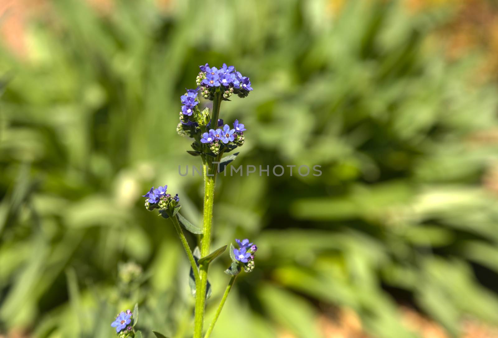 Tiny purple flowers on a Nepeta ‘purple haze’ plant in a botanical garden in Southern California